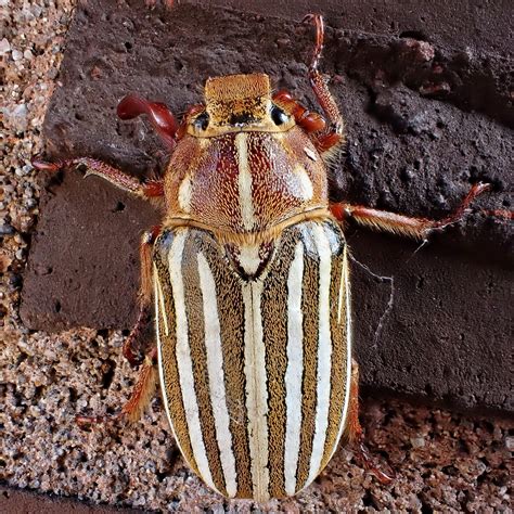 Exploring the Legends Behind Ten Mythical Magical Beetles